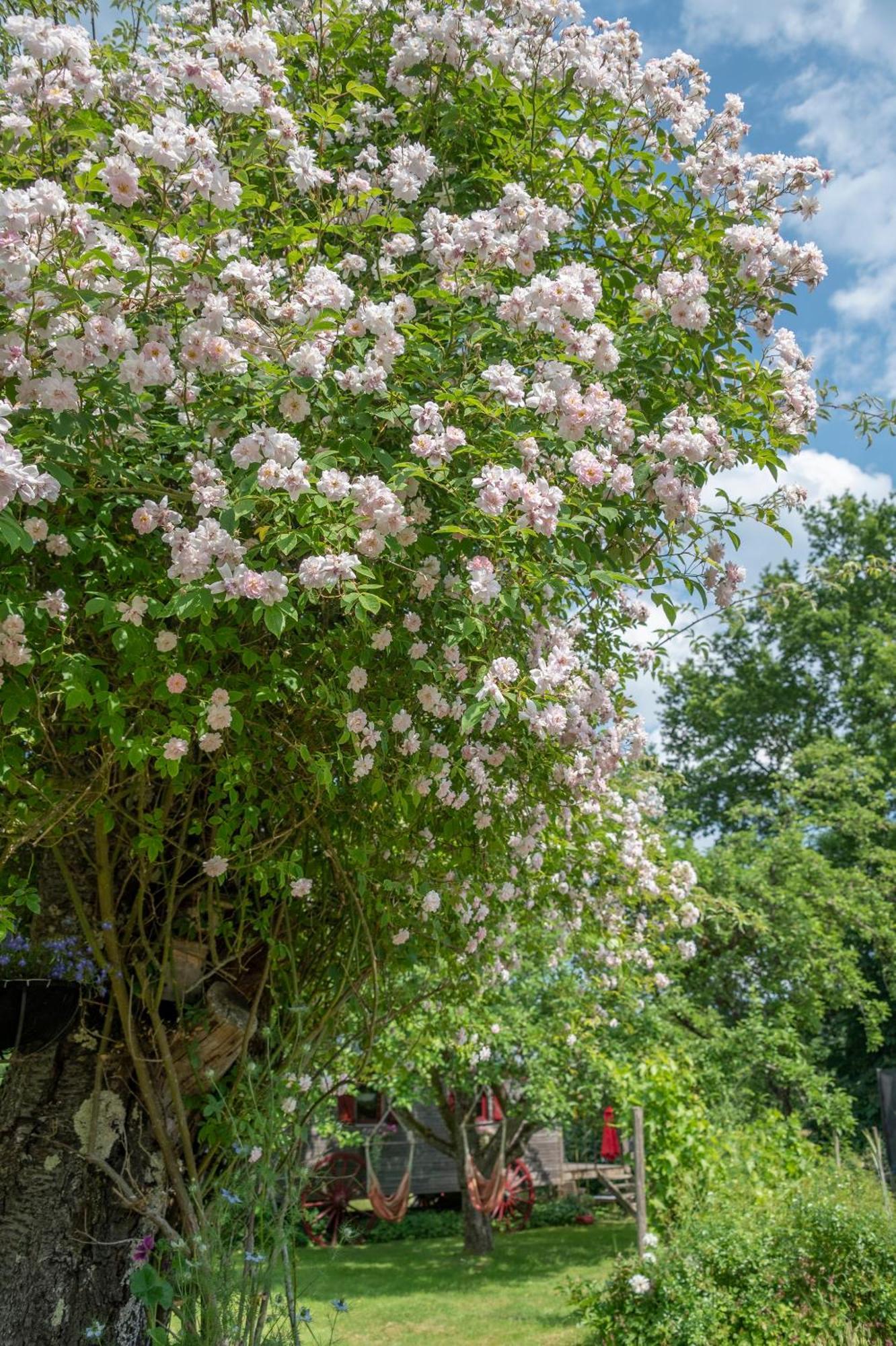 Roulotte Le Temps De Rever Bed and Breakfast Saint-Michel-sur-Meurthe Esterno foto